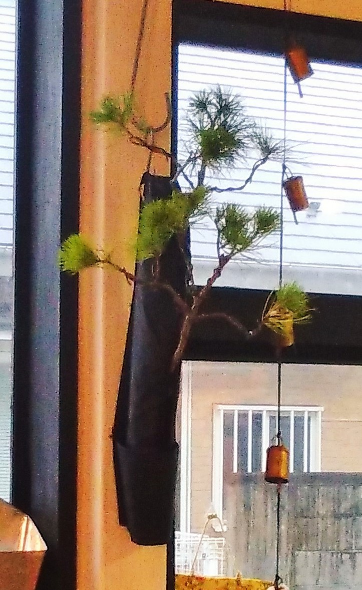 盆栽　松　観葉植物　インテリアグリーン　カーテンレール　ファスナーグリーンで日当たりの良い窓際で場所を取らずに